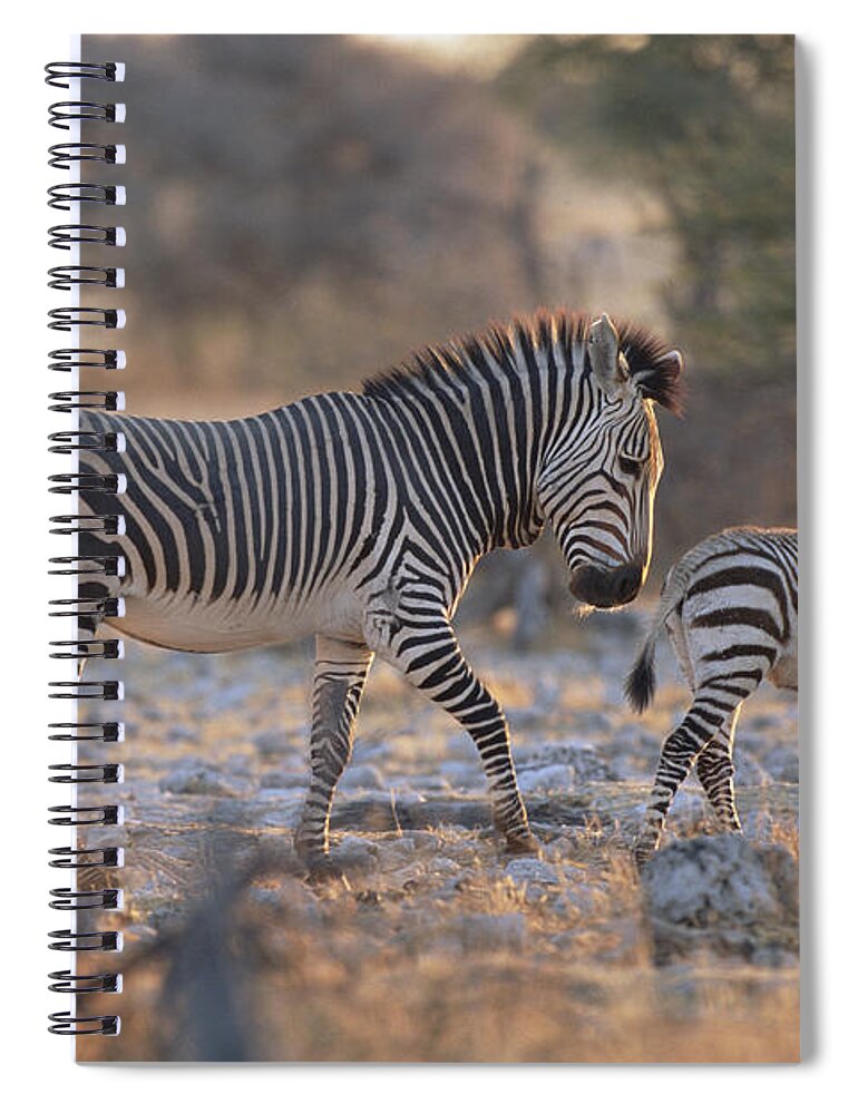 Mp Spiral Notebook featuring the photograph Hartmanns Mountain Zebra Equus Zebra by Konrad Wothe