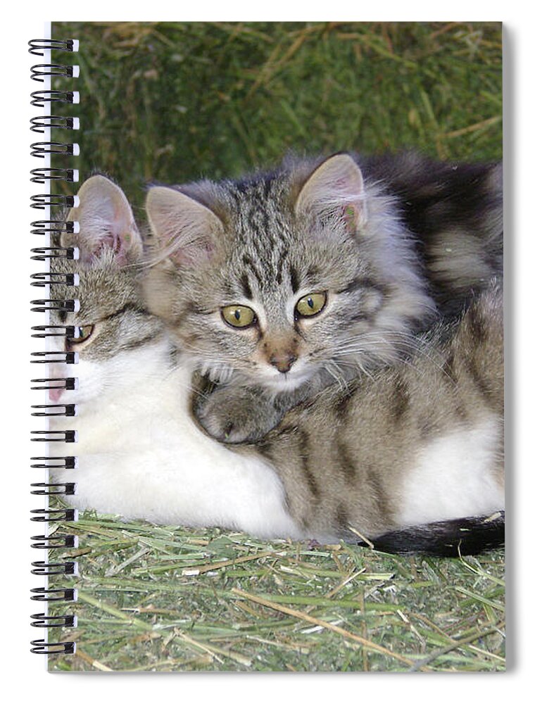 Cat Spiral Notebook featuring the photograph Haystack Buddies by Charles and Melisa Morrison