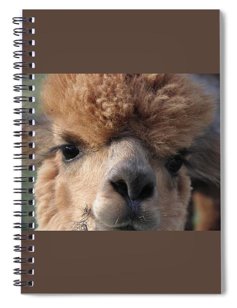 Alpaca Spiral Notebook featuring the photograph Hello can I help you by Kim Galluzzo Wozniak