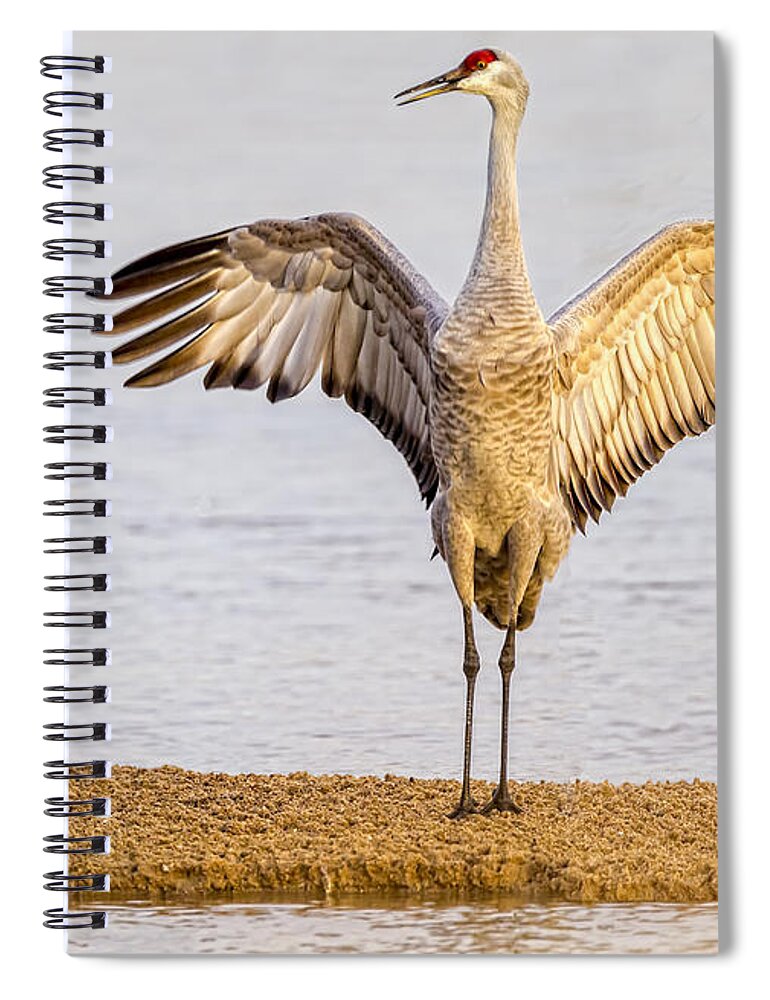 Crane Spiral Notebook featuring the photograph Hello Gorgeous Come Here Often by Fred J Lord