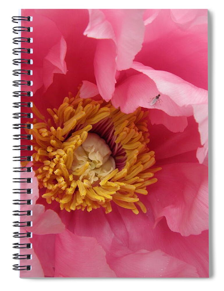 Pink Spiral Notebook featuring the photograph hello PINK by Kim Galluzzo Wozniak