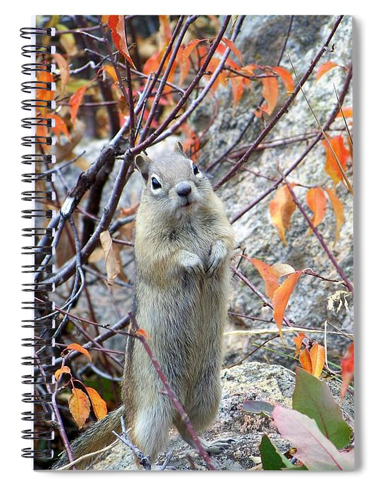 Ground Squirrel Spiral Notebook featuring the photograph Hey There by Dorrene BrownButterfield