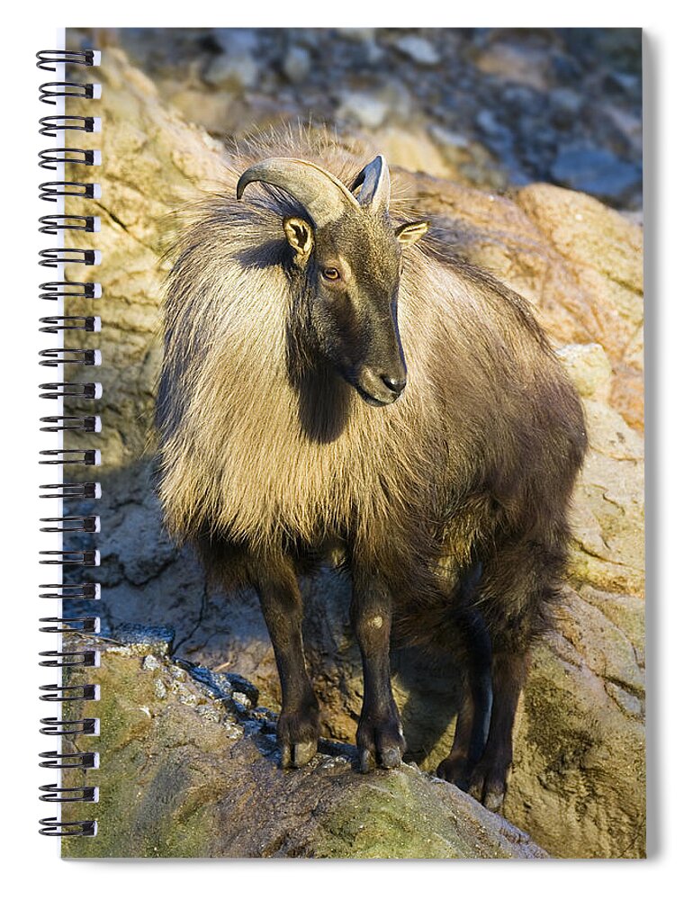 Mp Spiral Notebook featuring the photograph Himalayan Tahr Hemitragus Jemlahicus by Konrad Wothe