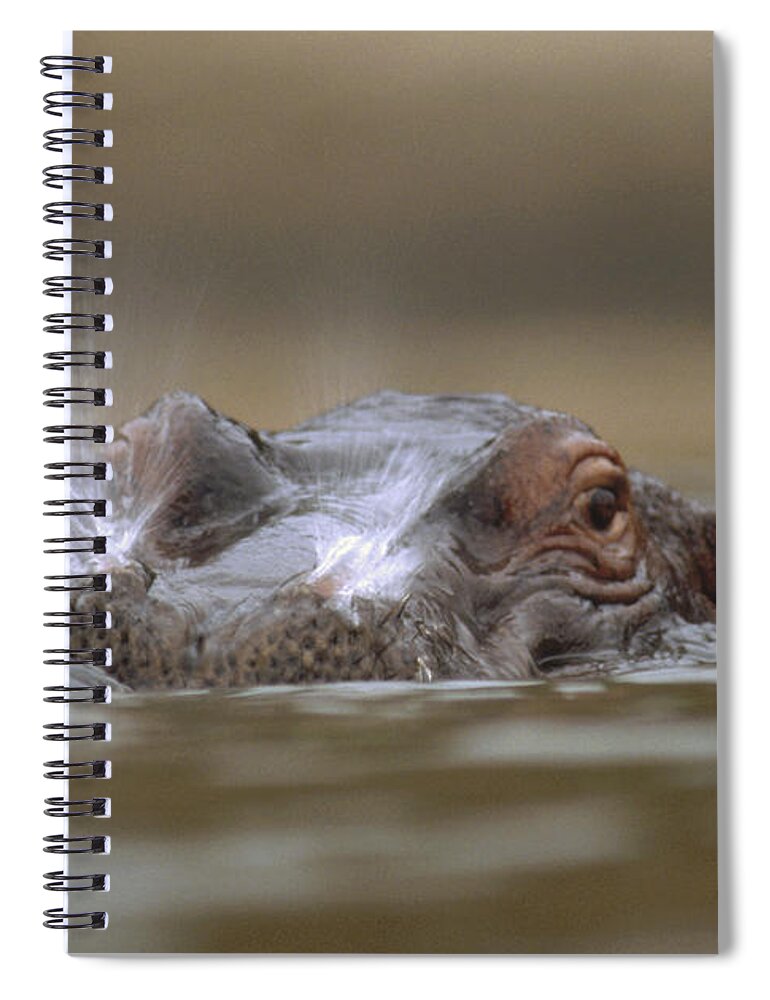 Mp Spiral Notebook featuring the photograph Hippopotamus Breathing At Water Surface by Tim Fitzharris