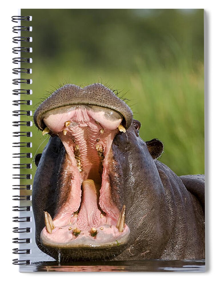 Mp Spiral Notebook featuring the photograph Hippo Displaying by Vincent Grafhorst