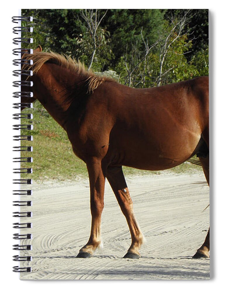 Stallion Spiral Notebook featuring the photograph Holding Its Ground by Kim Galluzzo