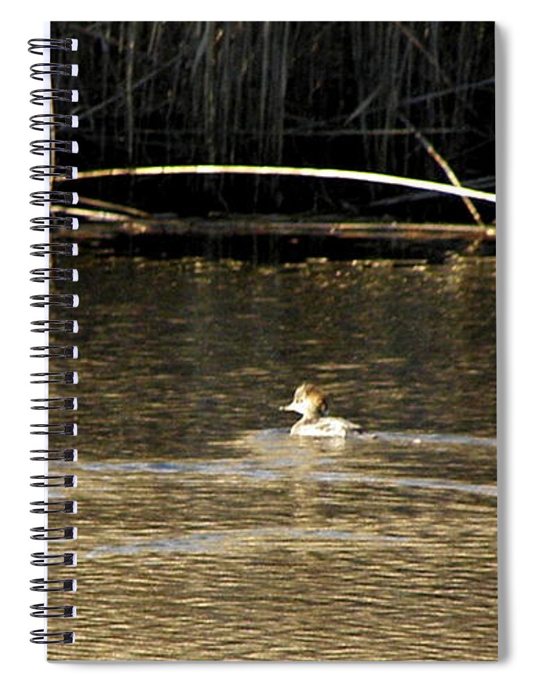 Hooded Spiral Notebook featuring the photograph Hooded Mergansers by Kim Galluzzo Wozniak