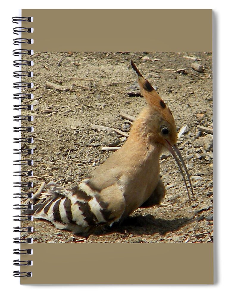 Hoopoe Spiral Notebook featuring the photograph Hoopoe by Manuela Constantin