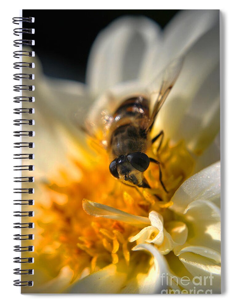 Yhun Suarez Spiral Notebook featuring the photograph Hoverfly On White Flower by Yhun Suarez