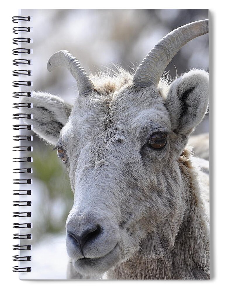 Mountain Sheep Spiral Notebook featuring the photograph How Close Is Too Close by Dorrene BrownButterfield