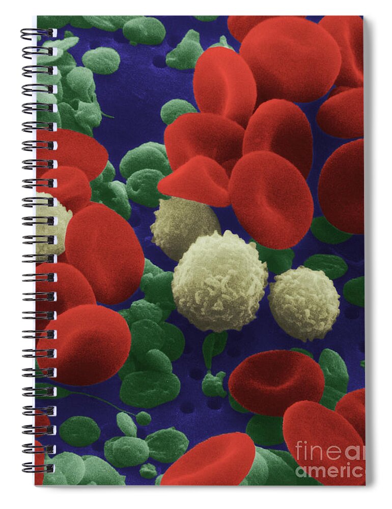 Blood Cell Spiral Notebook featuring the photograph Human Blood Cells by NIH and Science Source