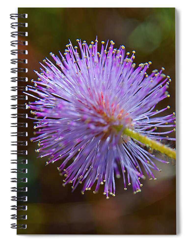 Plant Spiral Notebook featuring the photograph Humble weed 2 by Jocelyn Kahawai