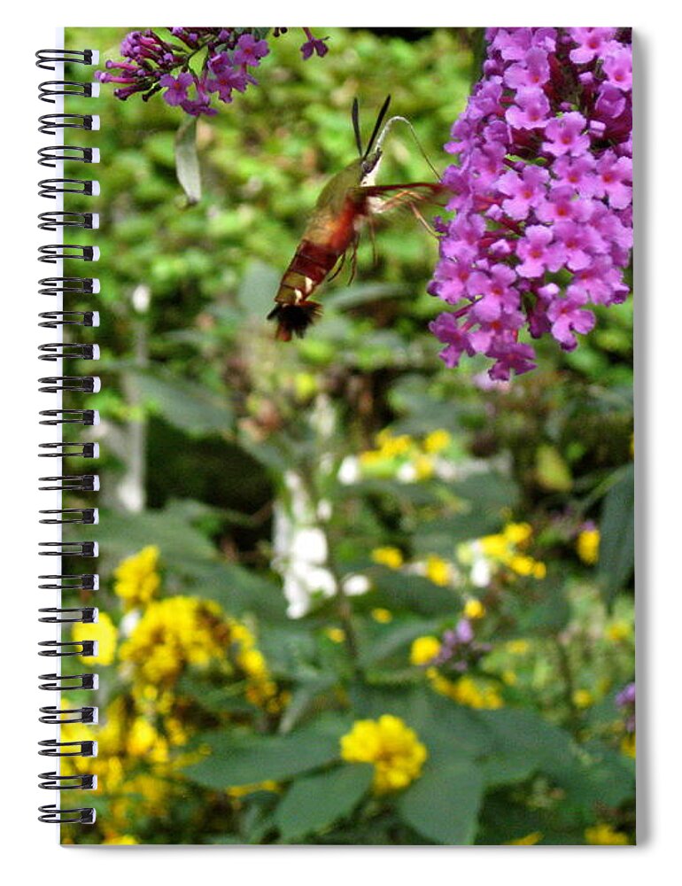 Hummingbird Moth Spiral Notebook featuring the photograph Hummingbird Moth in Flight by Nancy Patterson