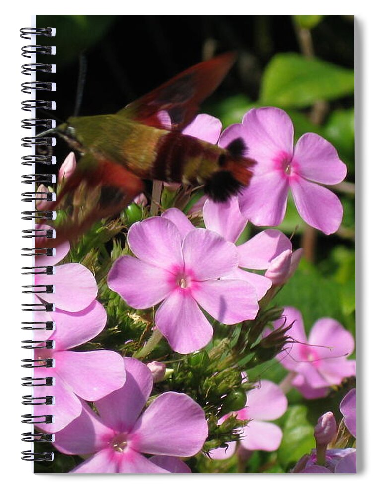Hummingbird Moth Spiral Notebook featuring the photograph Hummingbird Moth by Nancy Patterson
