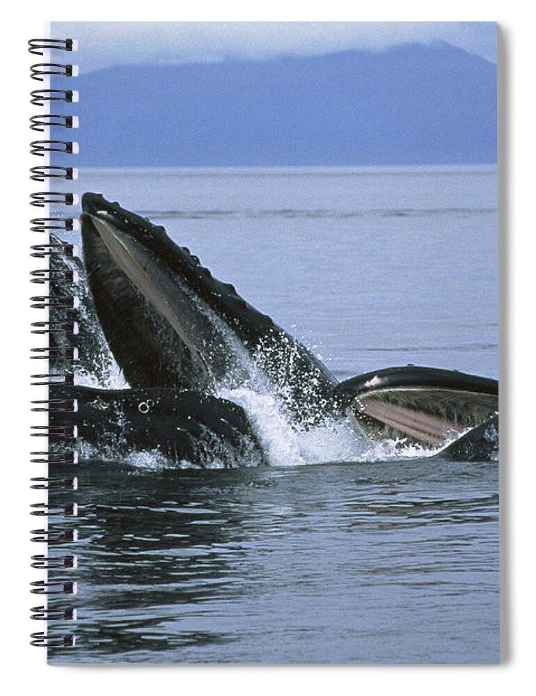 00128658 Spiral Notebook featuring the photograph Humpback Whale Blow Hole Southeast by Flip Nicklin