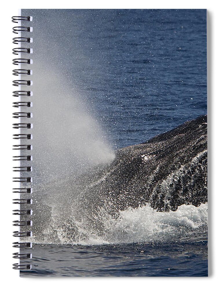 00429923 Spiral Notebook featuring the photograph Humpback Whale Male Displaying by Suzi Eszterhas