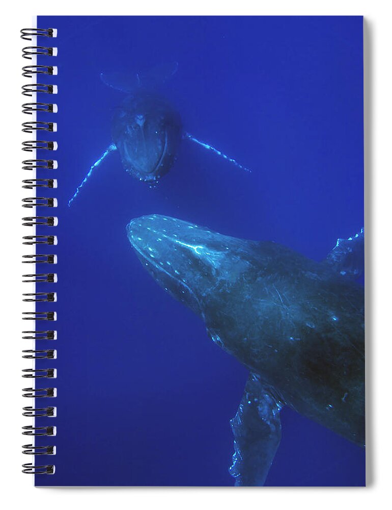 00999182 Spiral Notebook featuring the photograph Humpback Whale Pair Maui Hawaii by Flip Nicklin