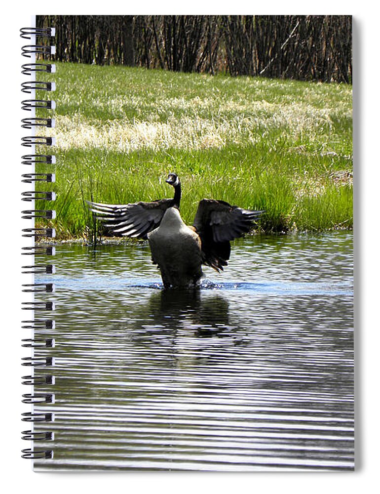 Pond Spiral Notebook featuring the photograph I can flap I can flap by Kim Galluzzo