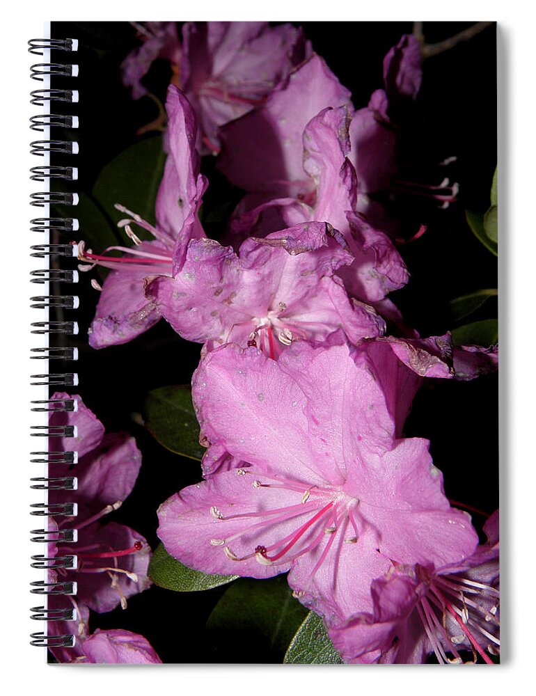 Purple Azalea Spiral Notebook featuring the photograph I see purple by Kim Galluzzo