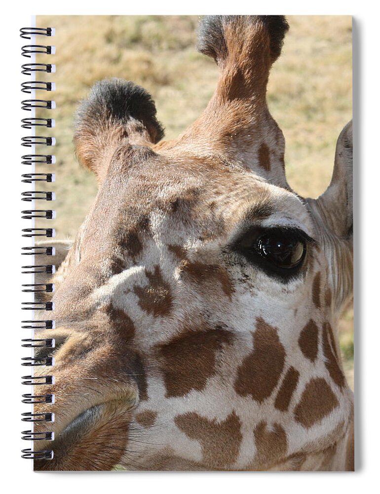 Giraffe Spiral Notebook featuring the photograph I see you by Kim Galluzzo Wozniak