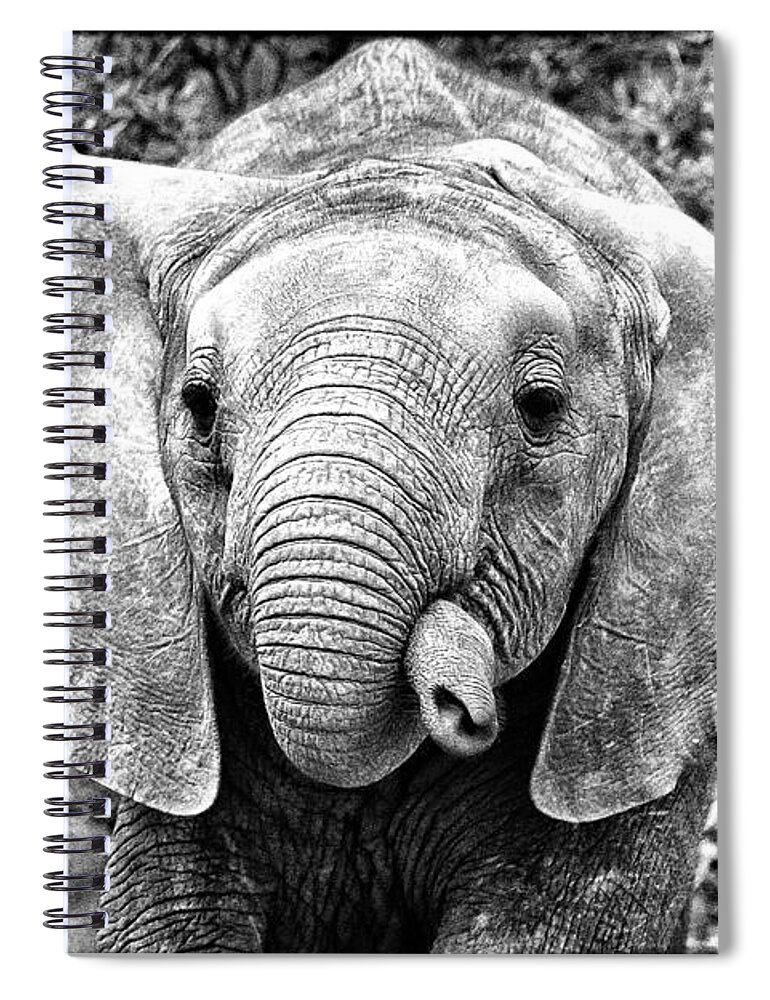 Africa Spiral Notebook featuring the photograph I think my trunk is too flexible by Perla Copernik