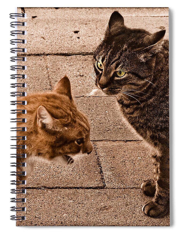 Cats Spiral Notebook featuring the photograph Albuquerque, New Mexico - If Looks Could Kill by Mark Forte