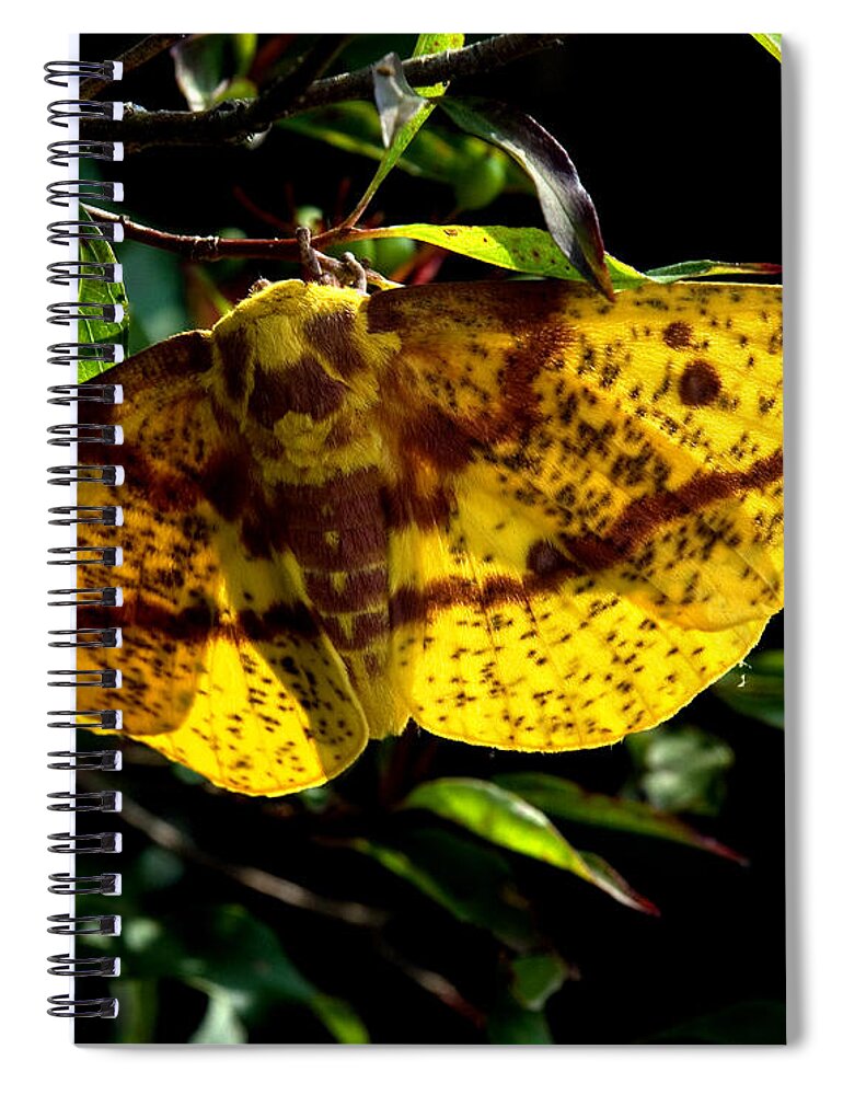 Nature Spiral Notebook featuring the photograph Imperial Moth DIN053 by Gerry Gantt