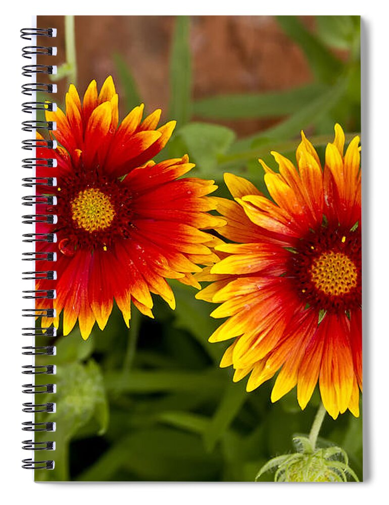 Indian Blanket Flower Spiral Notebook featuring the photograph Indian Blanket Flowers by Bill Barber