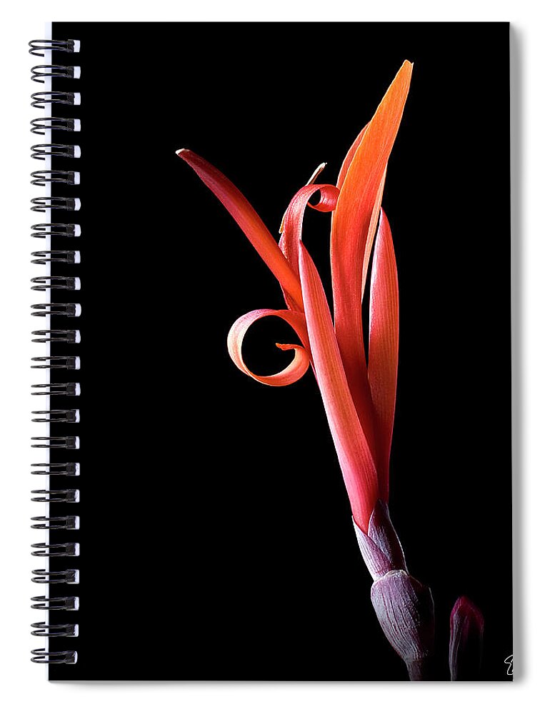 Flower Spiral Notebook featuring the photograph Indian Shot by Endre Balogh