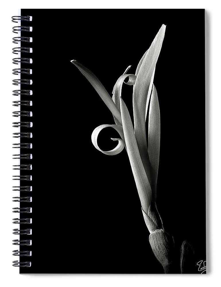 Flower Spiral Notebook featuring the photograph Indian Shot in Black and White by Endre Balogh