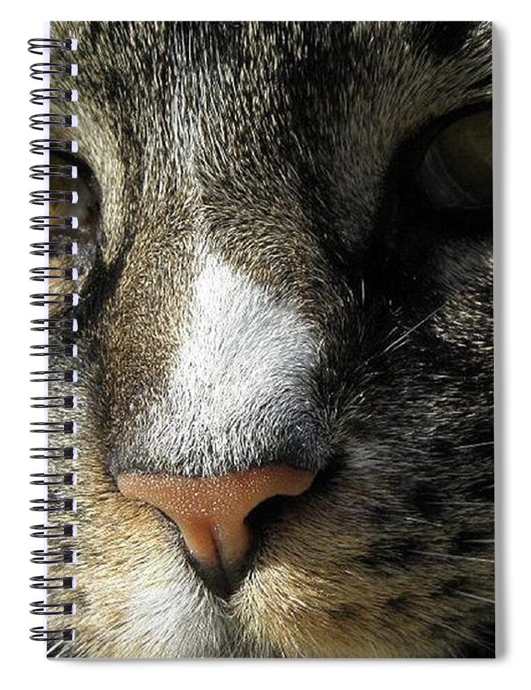 Cat Spiral Notebook featuring the photograph Innocence by Kim Galluzzo