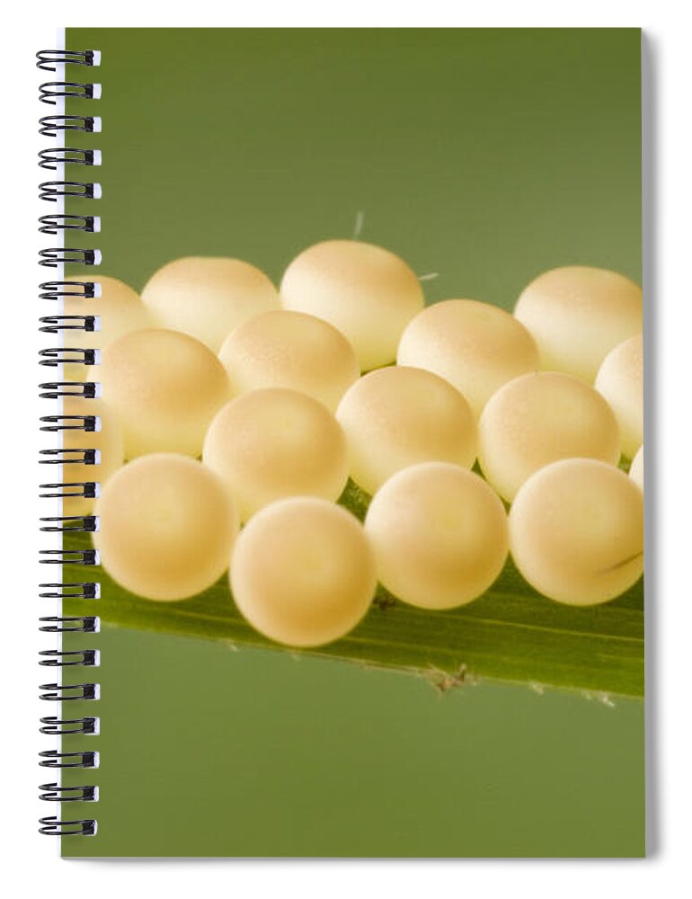 00298007 Spiral Notebook featuring the photograph Insect Eggs Guinea West Africa by Piotr Naskrecki