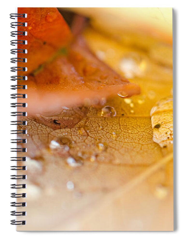Autumn Spiral Notebook featuring the photograph Intimate Leaf Study by Margaret Pitcher