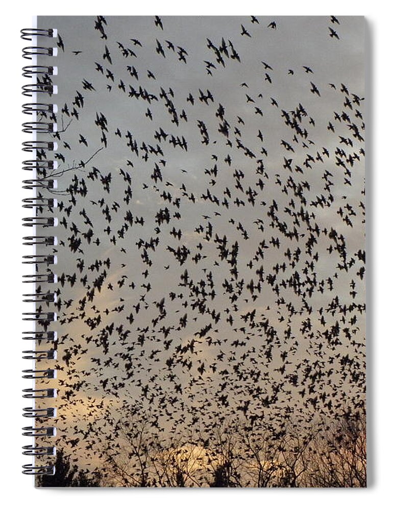 Starlings Spiral Notebook featuring the photograph Invasion Of The Birds by Kim Galluzzo Wozniak
