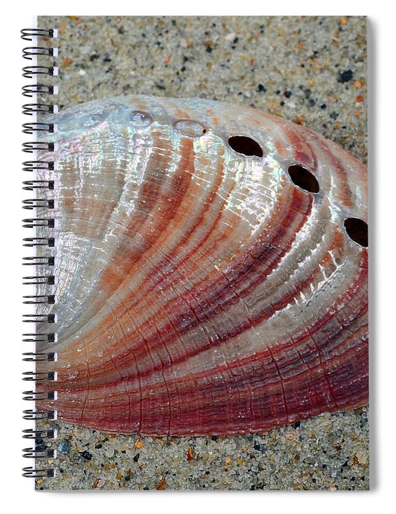 Shell Spiral Notebook featuring the photograph Iridescent Treasure Macro by Sandi OReilly