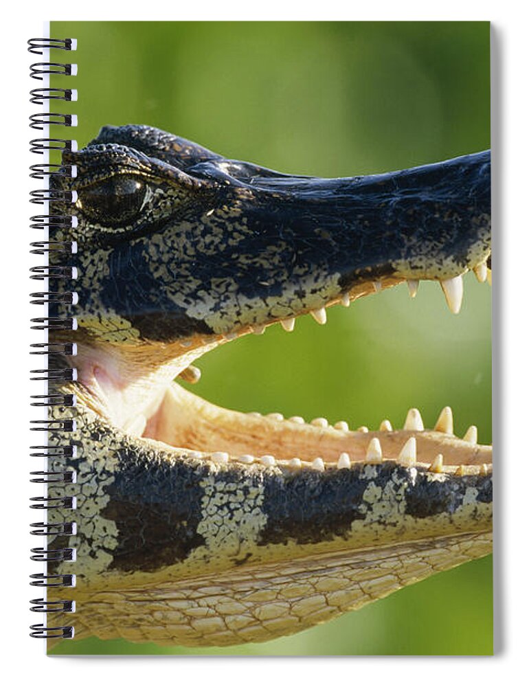 Mp Spiral Notebook featuring the photograph Jacare Caiman Caiman Yacare by Konrad Wothe