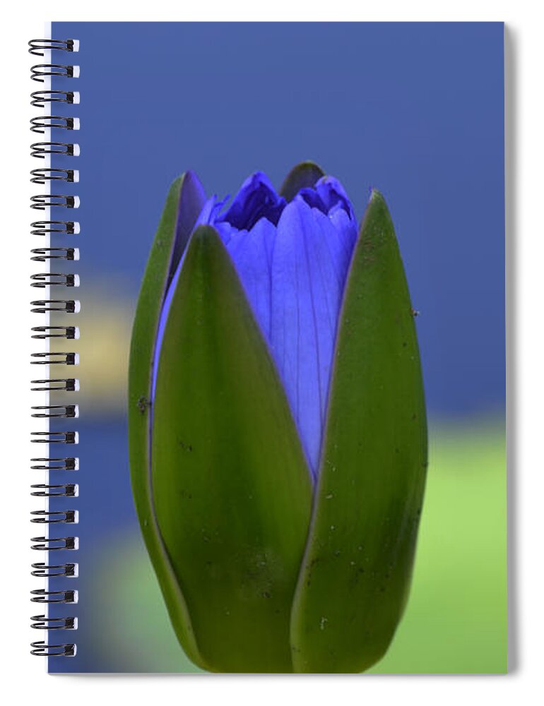 Bee Spiral Notebook featuring the photograph Jackpot by Melanie Moraga