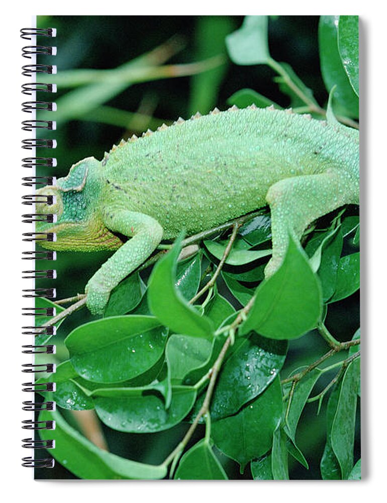 00200216 Spiral Notebook featuring the photograph Jacksons Chameleon Chamaeleo Jacksonii by Gerry Ellis
