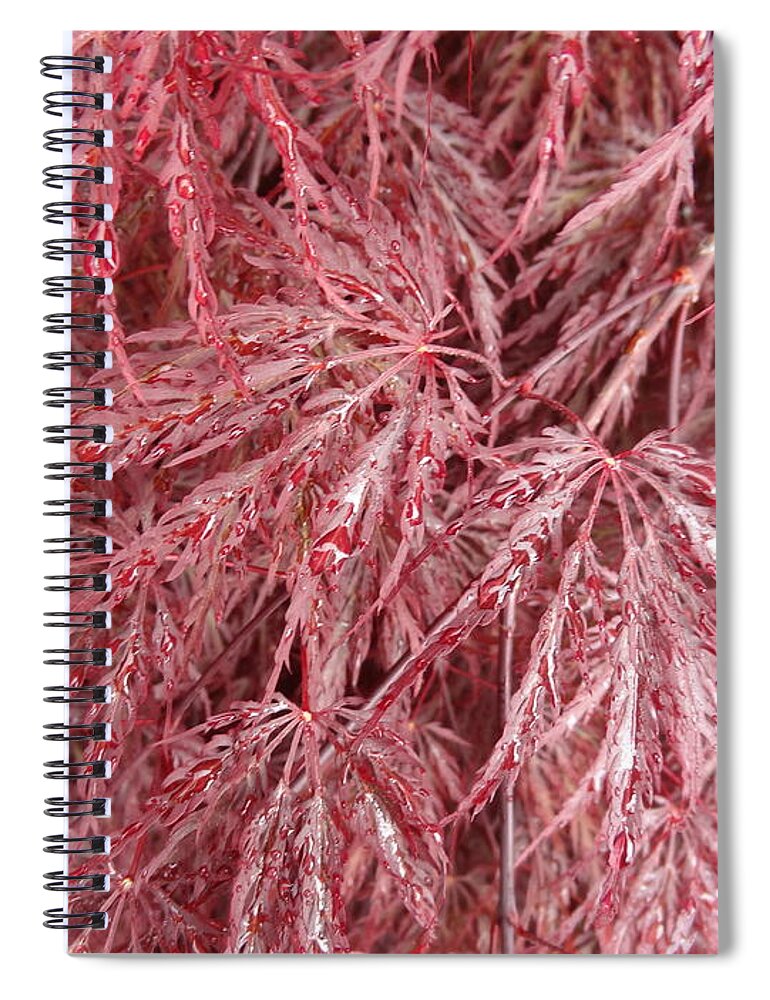 Japanese Spiral Notebook featuring the photograph Japanese Maple by Laurel Best