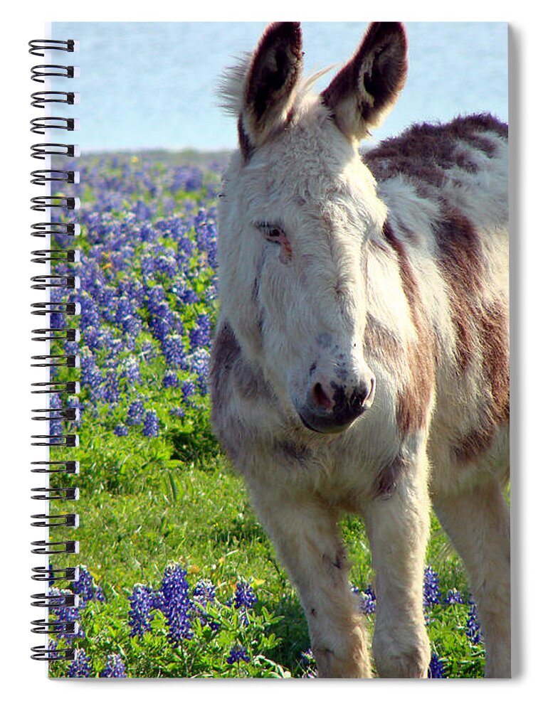 Donkey Spiral Notebook featuring the photograph Jesus Donkey In Bluebonnets by Linda Cox