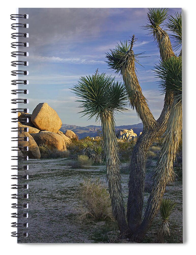 00176988 Spiral Notebook featuring the photograph Joshua Tree And Boulders Joshua Tree by Tim Fitzharris