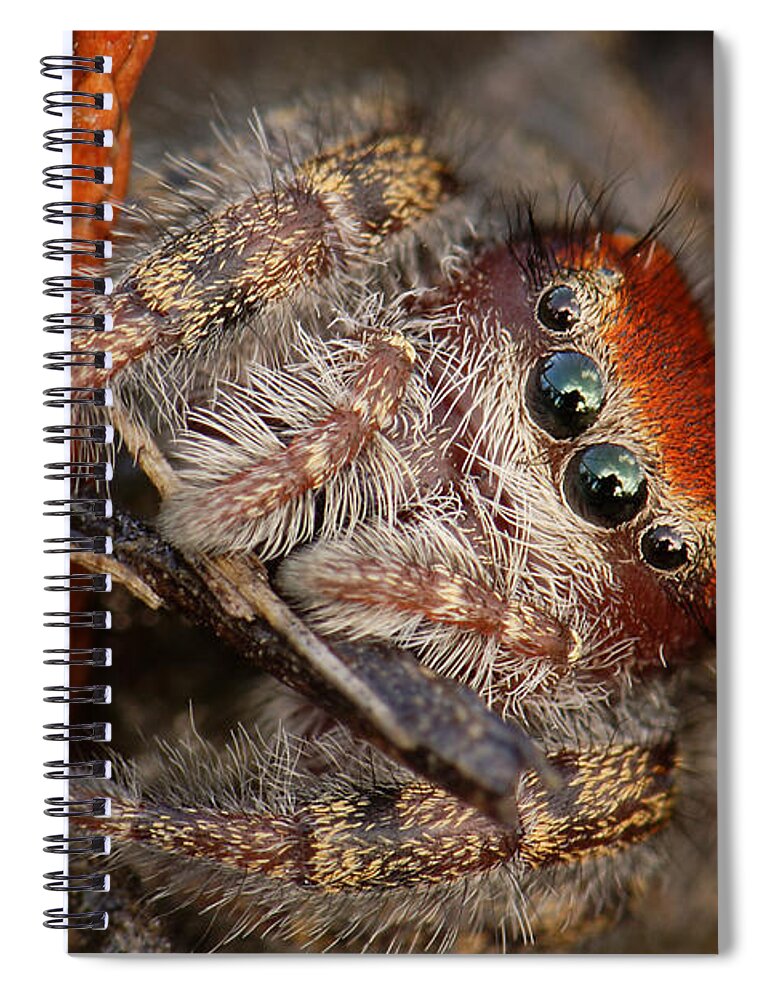 Phidippus Cardinalis Spiral Notebook featuring the photograph Jumping Spider Portrait by Daniel Reed