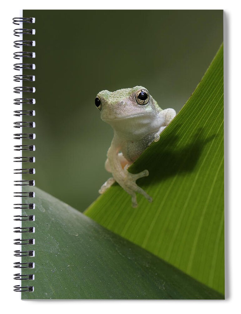 Grey Treefrog Spiral Notebook featuring the photograph Juvenile Grey Treefrog by Daniel Reed