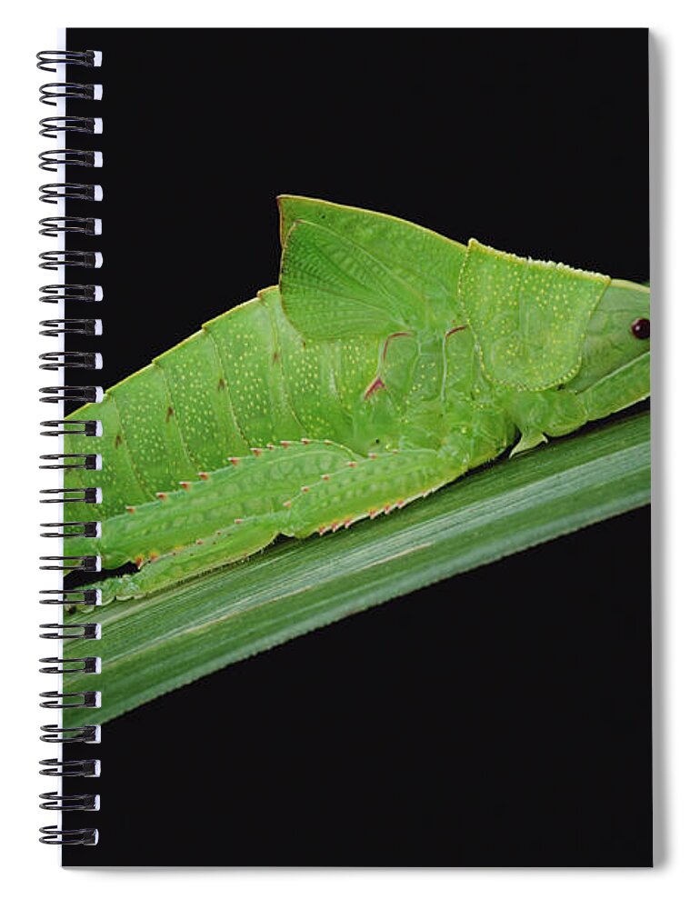 Mp Spiral Notebook featuring the photograph Katydid Tettigoniidae Camouflaged by Mark Moffett