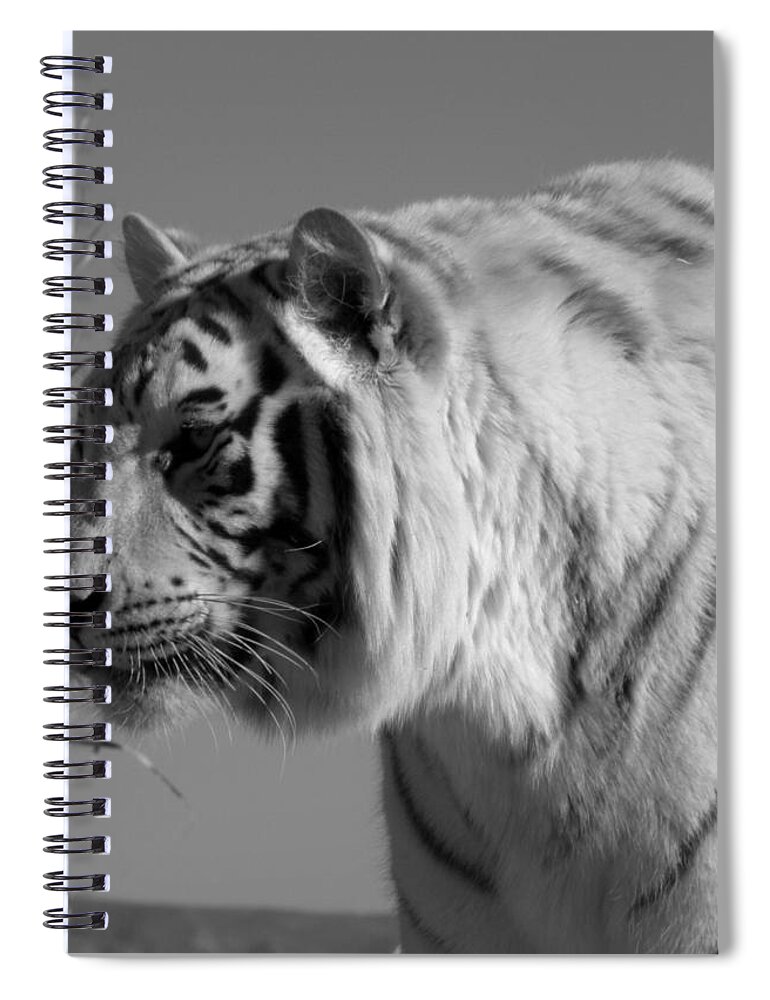  Spiral Notebook featuring the photograph Killer look by Kim Galluzzo
