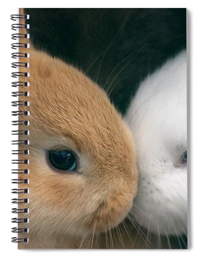Rabbits Spiral Notebook featuring the photograph Kissing Cousin's by Living Color Photography Lorraine Lynch