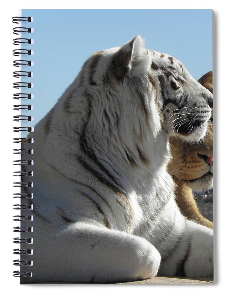 Tiger Spiral Notebook featuring the photograph Kitty Kitty by Kim Galluzzo