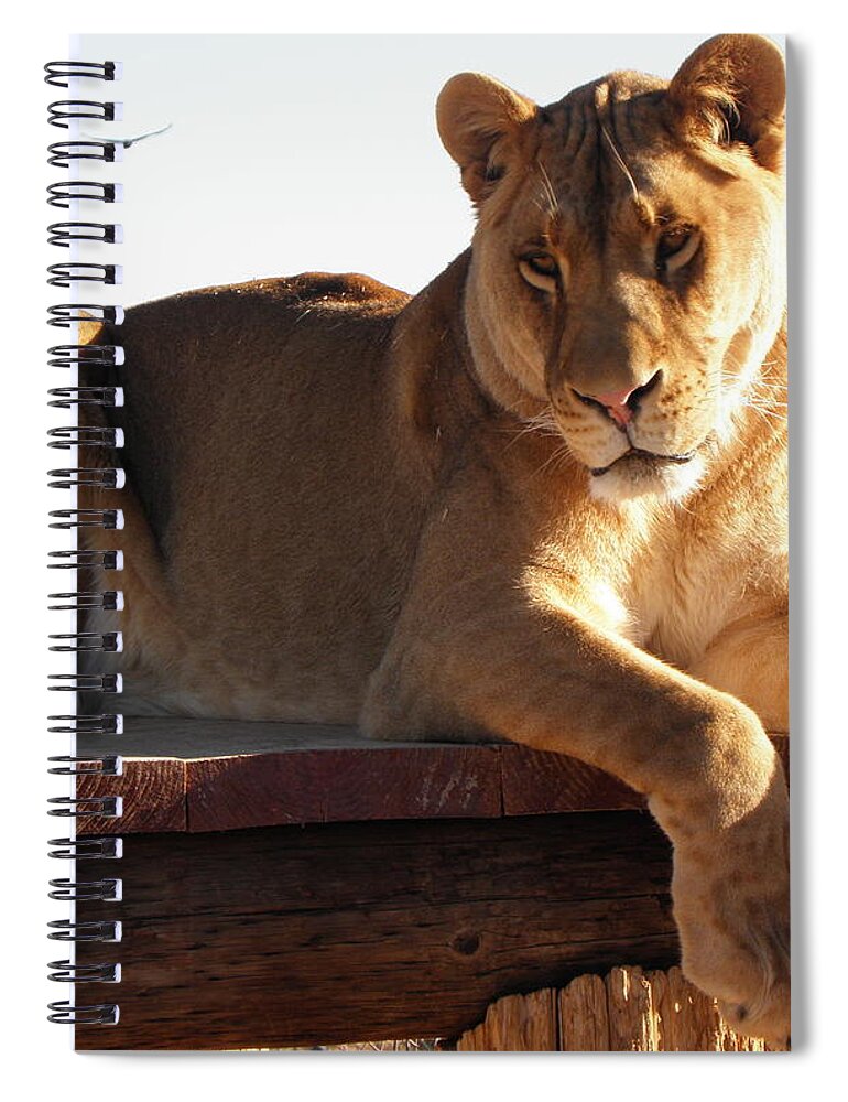 Lion Spiral Notebook featuring the photograph Kumba the Lion by Kim Galluzzo