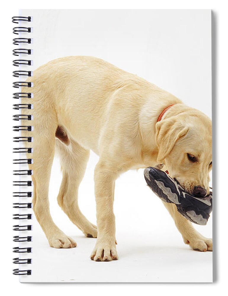 White Background Spiral Notebook featuring the photograph Labrador X Golden Retriever Puppy by Jane Burton
