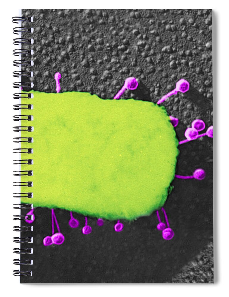 Bacteria Spiral Notebook featuring the photograph Lambda Phage On E. Coli by Science Source